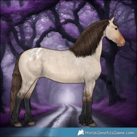 Horse Color:Bay Roan Dun Appaloosa