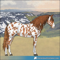 Horse Color:Chestnut Appaloosa
