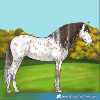Horse Color:Amber Champagne Appaloosa Rabicano