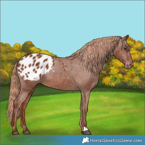 Horse Color:Chestnut Appaloosa 