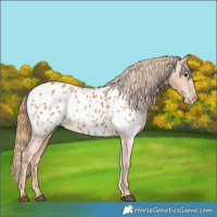 Horse Color:Chestnut Appaloosa
