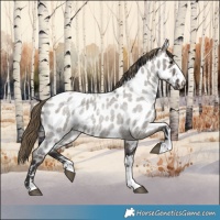 Horse Color:Smoky Grullo Roan Near Leopard 
