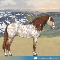 Horse Color:Red Dun Near Leopard 