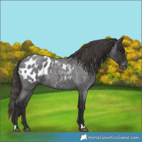 Horse Color:Smoky Blue Roan Appaloosa