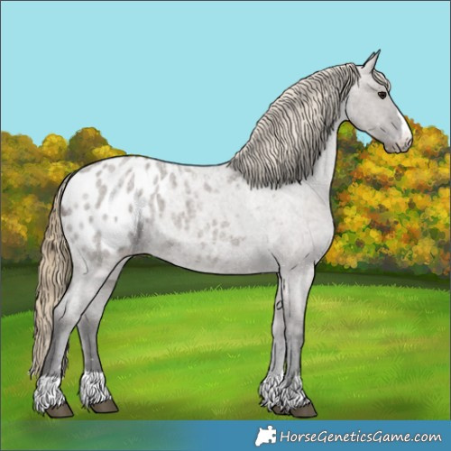 Horse Color:Smoky Grullo Roan Appaloosa
