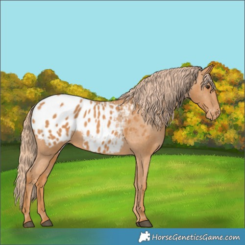 Horse Color:Chestnut Appaloosa