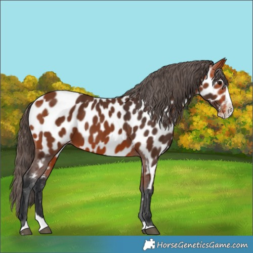 Horse Color:Bay Splash Near Leopard 
