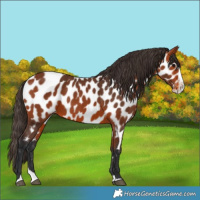 Horse Color:Bay Splash Appaloosa