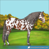 Horse Color:Bay Splash Appaloosa