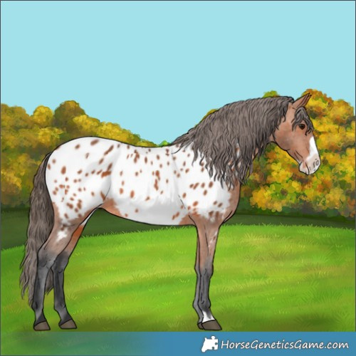Horse Color:Bay Frame Appaloosa 