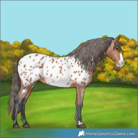 Horse Color:Bay Frame Appaloosa