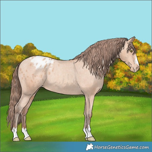 Horse Color:Amber Champagne Blanket Rabicano 
