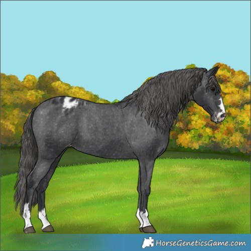 Horse Color:Black Appaloosa 