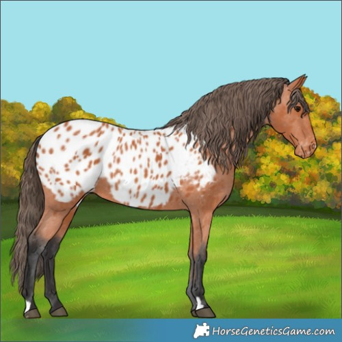 Horse Color:Bay Appaloosa 