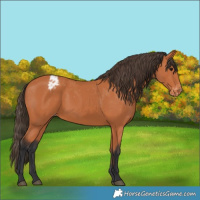 Horse Color:Bay Appaloosa 