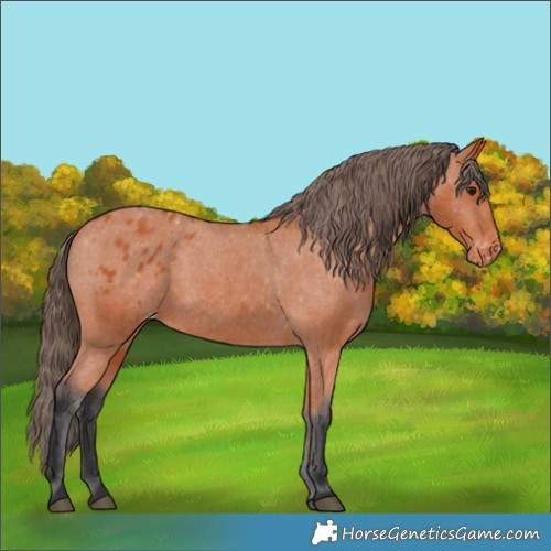 Horse Color:Bay Appaloosa 