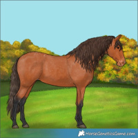 Horse Color:Bay Appaloosa