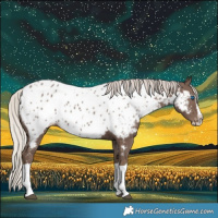 Horse Color:Silver Black Splash Near Leopard 