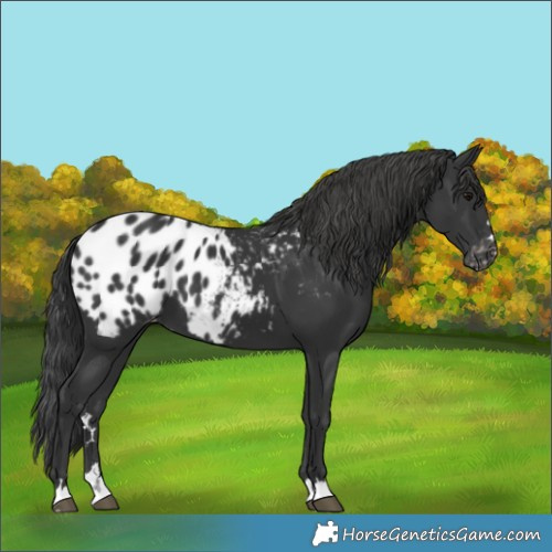 Horse Color:Black Appaloosa