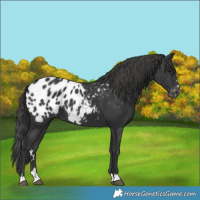 Horse Color:Black Appaloosa 