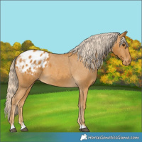 Horse Color:Palomino Appaloosa 