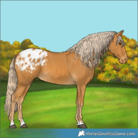 Horse Color:Palomino Appaloosa