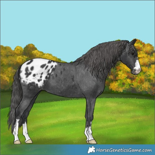 Horse Color:Black Appaloosa