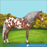 Horse Color:Silver Bay Near Leopard 