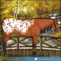 Horse Color:Bay Blanket 
