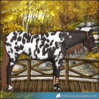 Horse Color:Liver Chestnut Near Leopard Rabicano 