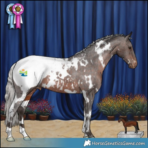 Horse Color:White Spotted Silver Brown Appaloosa 