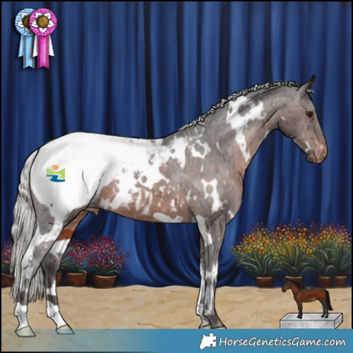Horse Color:White Spotted Silver Brown Appaloosa 