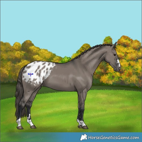 Horse Color:Grullo Appaloosa 