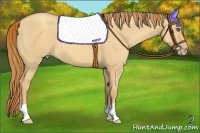 Horse Color:Gold Champagne Dun 