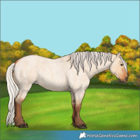 Horse Color:Silver Bay Roan Dun