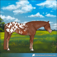 Horse Color:Chestnut Blanket 