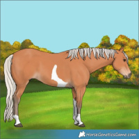 Horse Color:Silver Bay Tobiano 