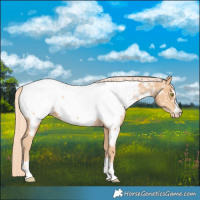 Horse Color:Gold Champagne Near Fewspot 