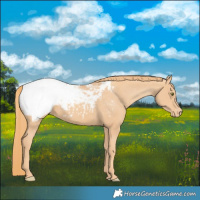 Horse Color:Gold Champagne Appaloosa 