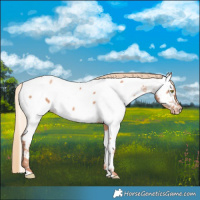 Horse Color:Gold Champagne Near Fewspot 
