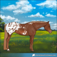 Horse Color:Chestnut Appaloosa 