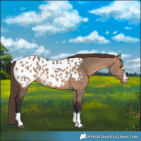 Horse Color:Brown Dun Appaloosa 
