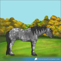 Horse Color:Black Ice 