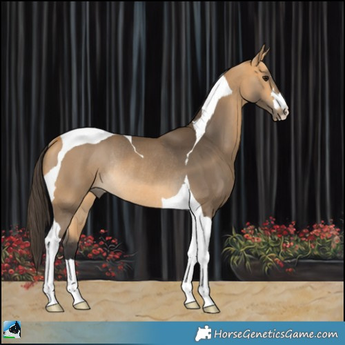 Horse Color:Buckskin Tobiano Rabicano 