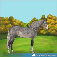 Horse Color:Gray Silver Smoky Blue Roan Splash Tobiano 