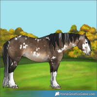 Horse Color:Gray White Spotted Brown Dun Splash Rabicano 