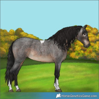 Horse Color:Gray Brown Roan Tobiano Rabicano 