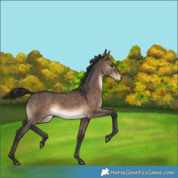 Horse Color:Brown Dun