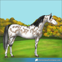 Horse Color:Brown Dun Appaloosa 