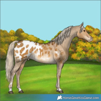 Horse Color:Chocolate Palomino Dun Appaloosa 
